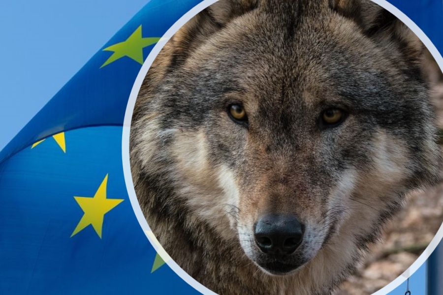 Innerhalb der EU wird über den Schutzstatus des Wolfes gestritten. (Symbolbild: NoName_13/MRCat)