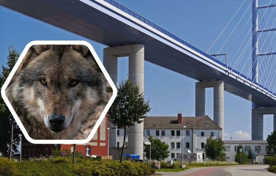 Rügenbrücke und Wolf (Symbolcollage: Erich Westendarp/MRCat)