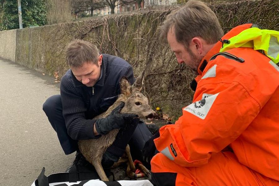 Eines der geretteten Rehe mit seinen Rettern. (Foto: Polizei Rheinland-Pfalz)