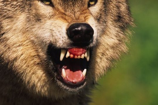 Ein Wolf mit gefletschten Zähnen. (Symbolbild: iStock/twildlife)