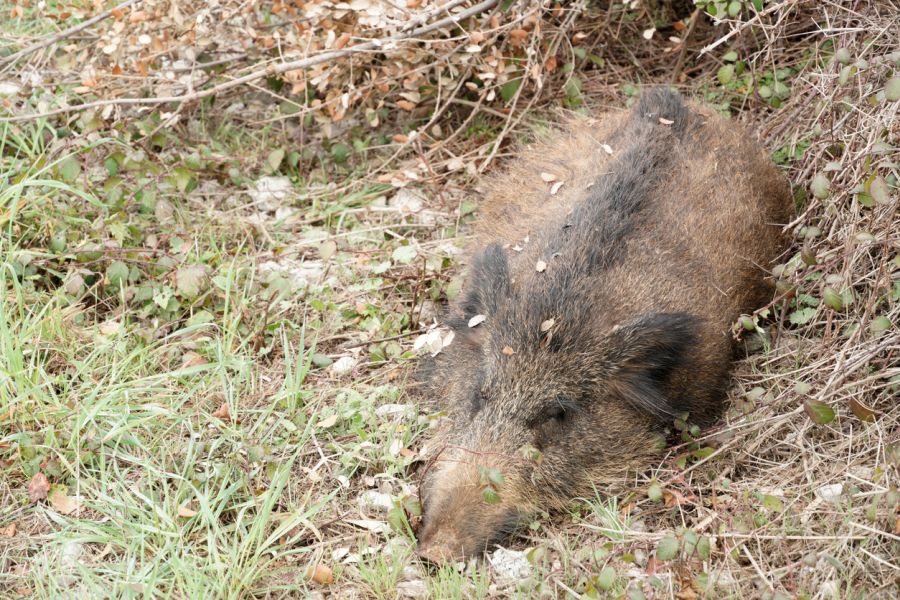 Ein an dem Afrikanischen Schweinepest-Virus verendetes Wildschwein, das im Rahmen einer sog. Fallwildsuche tot aufgefunden worden ist. (Symbolbild: iStock/Juan Garcia)