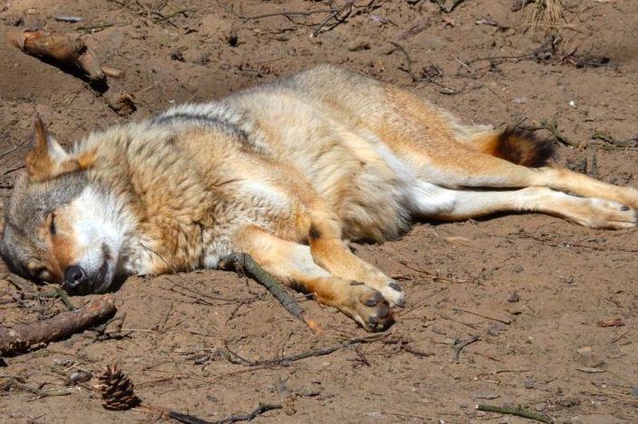 Wolf auf dem Boden liegend. (Symbolbild: Dmitri Zelenevski)