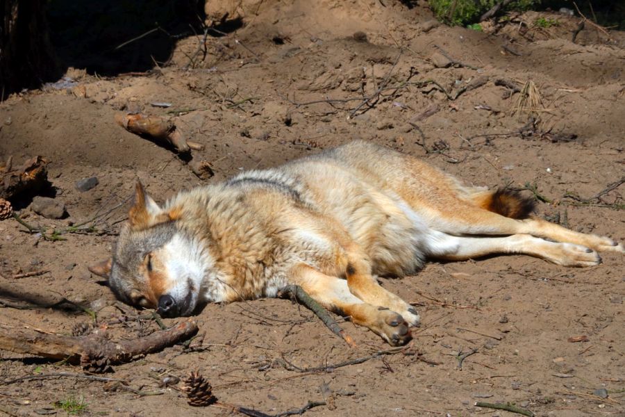 Wolf auf dem Boden liegend. (Symbolbild: Dmitri Zelenevski)