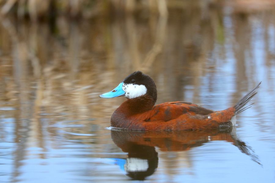 Nahaufnahme einer schwimmenden Schwarzkopf-Ruderente. (Foto: iStock/Wirestock)