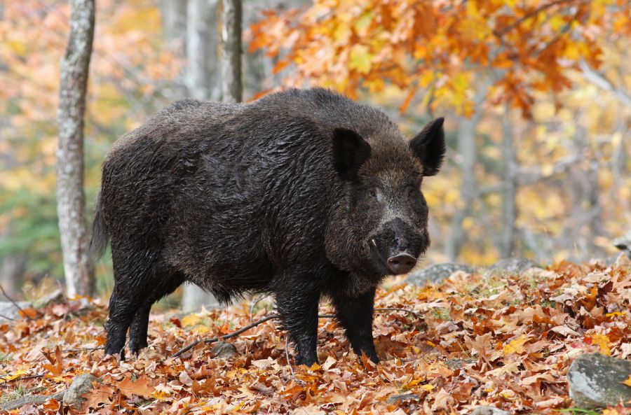 „Unglaublich intelligent und schwer fassbar“: Die USA sehen sich einer neuen Bedrohung durch das kanadische „Superschwein“ gegenüber. Hier ein kapitaler Wildschweinkeiler im herbstlichen Wald. (Symbolbild: iStock/mirceax)