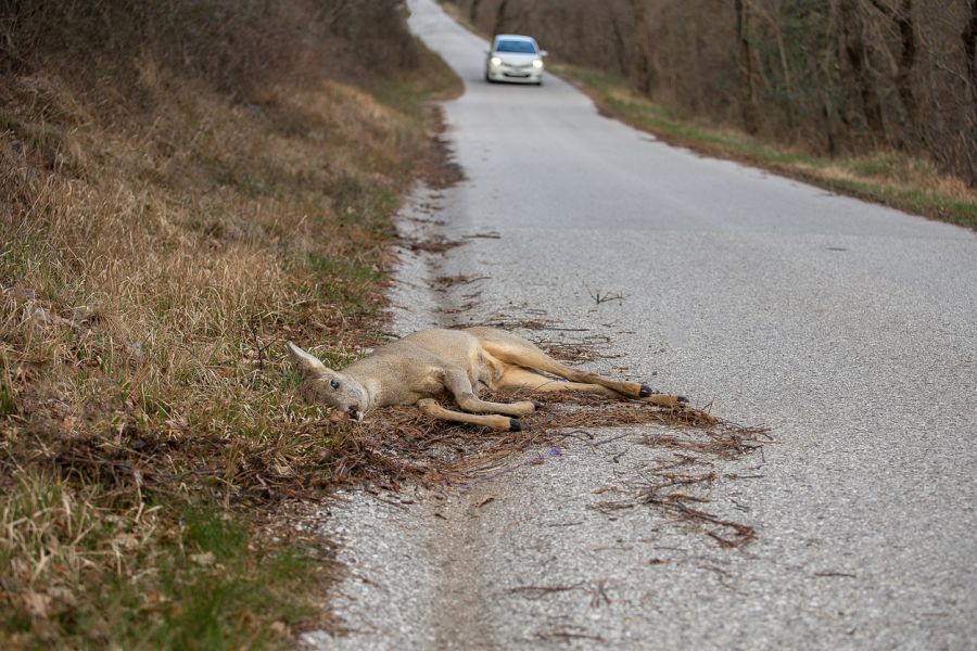 Ein bei einem Wildunfall getötetes Reh am Straßenrand liegend. Im Hintergrund nähert sich ein Auto. (Symbolbild: iStock/Simon002)