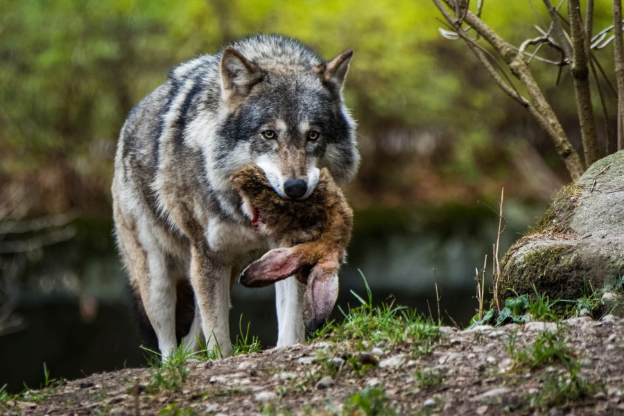 Ein Wolf mit einem Hasen im Fang. (Symbolbild: iStock/Thorsten Spoerlein)