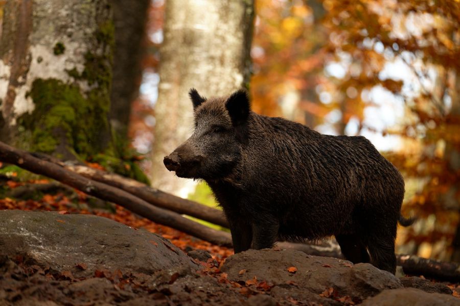 Wildschwein im Wald. (Symbolbild: Toxal)