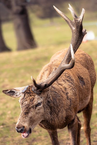 Ein Rothirsch mit nur noch einer Stange auf dem Haupt. (Foto: Reagan_Yip)