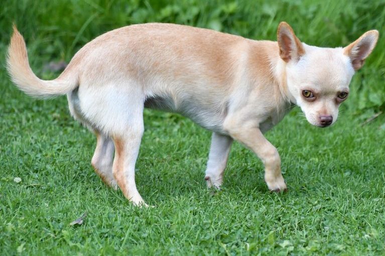 Ein Chihuahua auf einer Wiese. (Symbolbild: Christel SAGNIEZ)