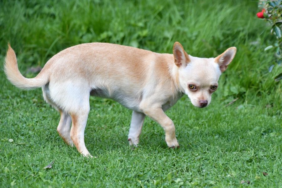Ein Chihuahua auf einer Wiese. (Symbolbild: Christel SAGNIEZ)