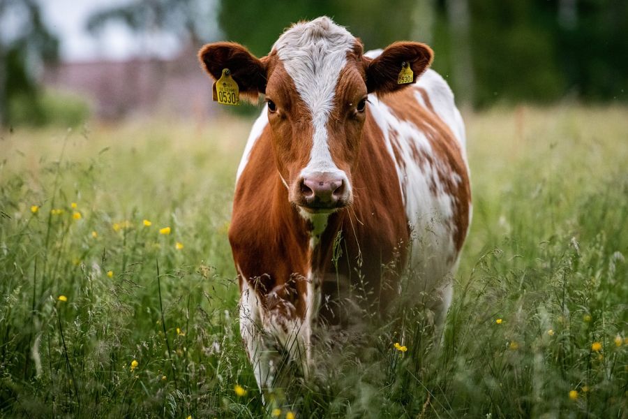 Eine Kuh auf der Weide. (Symbolbild: Christoffer Borg Mattisson)