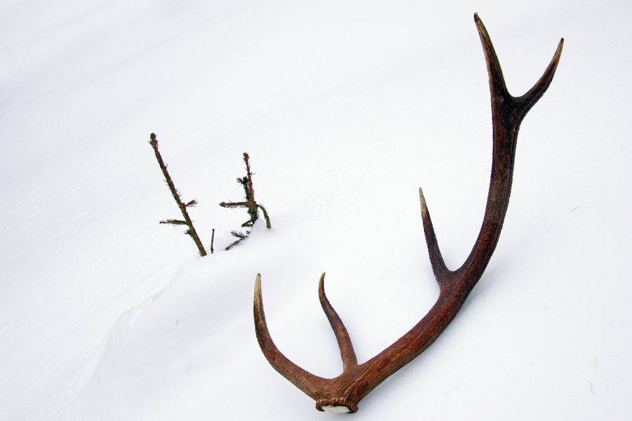 Die Abwurfstange eines Rothirsches im Schnee. (Foto: rottonara)