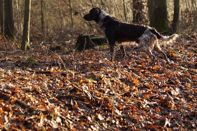 Ein kleiner Münsterländer im Wald. (Symbolbild: RobbiTobbi)