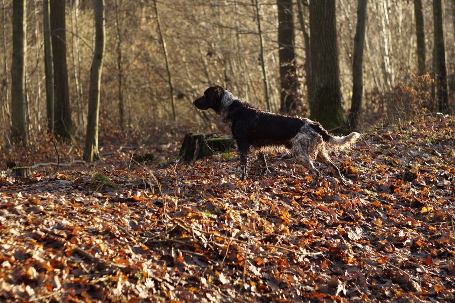 Ein kleiner Münsterländer im Wald. (Symbolbild: RobbiTobbi)