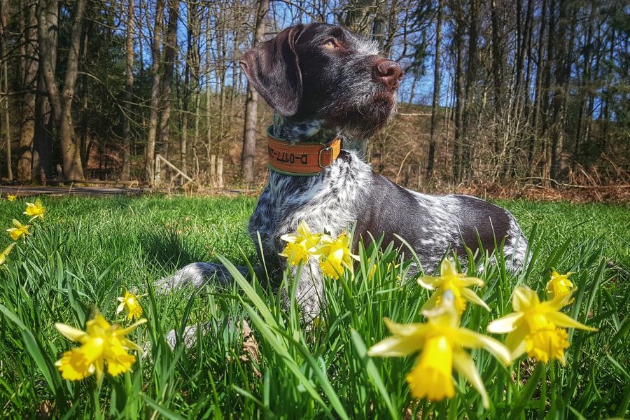 Qualifizierte Brauchbarkeit für Jagdhunde