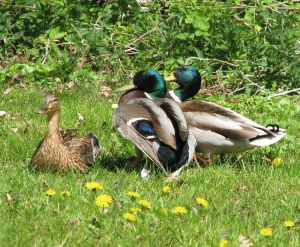 Stockententen: Zwei Erpel buhlen um eine Ente. (Symbolbild: J. L. Deal)