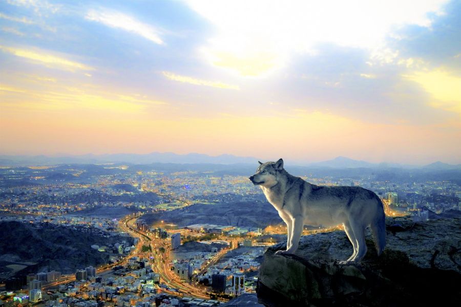 Ein Wolf blickt von einem Felsvorsprung auf eine Stadt. (Symbolcollage: happypixel19)