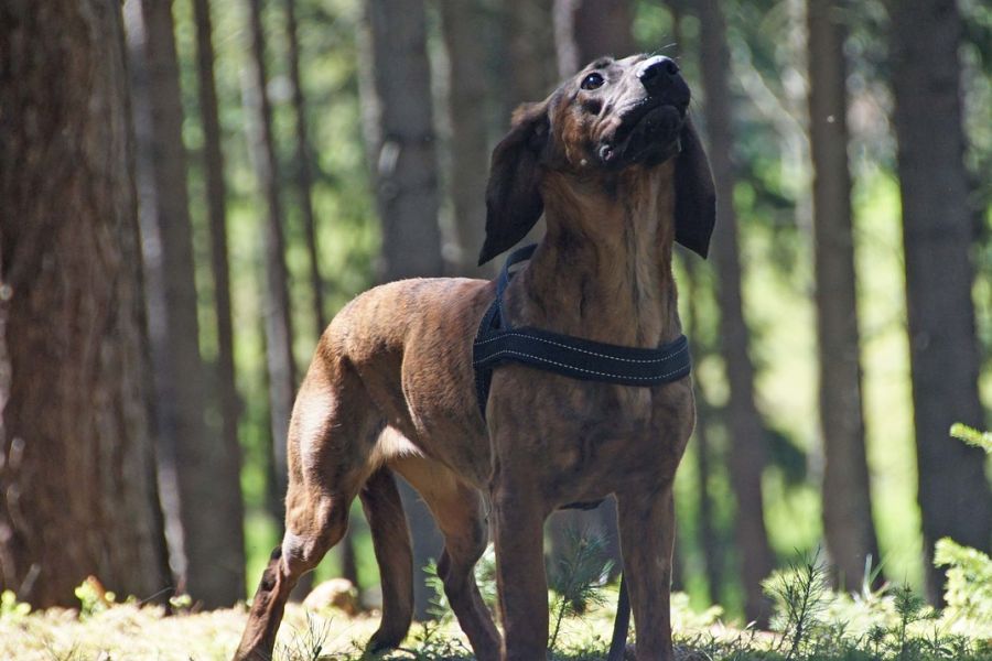 Ein Hannoverscher Schweißhund. (Symbolbild: e2grafikwerkstatt)