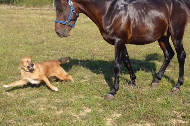 Ein Pferd und ein Hund auf einer Pferdekoppel. (Symbolbild: Jean Louis Tosque)