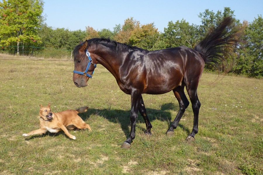 Ein Pferd und ein Hund auf einer Pferdekoppel. (Symbolbild: Jean Louis Tosque)