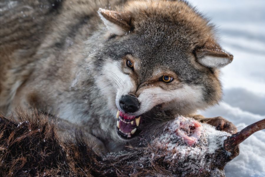 Ein Wolf mit seiner Beute. (Symbolbild: iStock/VladSokolovsky)