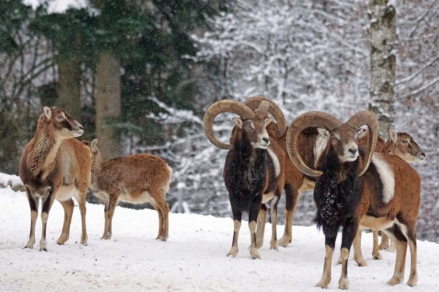 Eine Herde Muffelwild mit Widdern, Schafen und Lämmern im Schnee. (Symbolbild: Marcel Langthim)