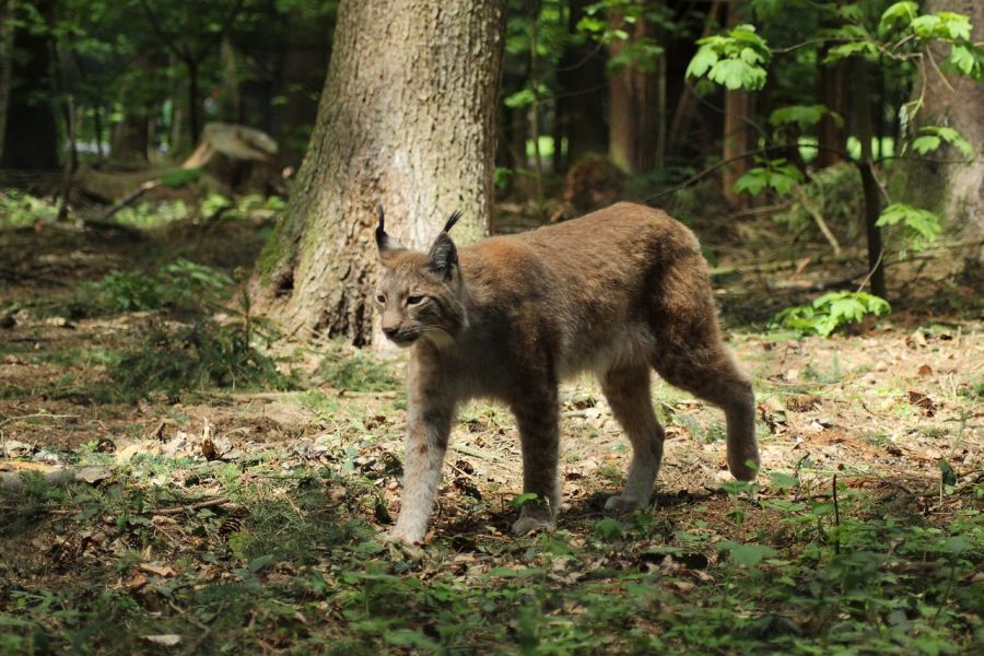 Ein Luchs streift durch einen Wald. (Symbolbild: Cifer88)