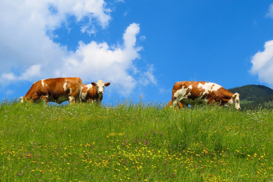 Drei Kühe auf einer Alm in Bayern. (Symbolbild: blende12)