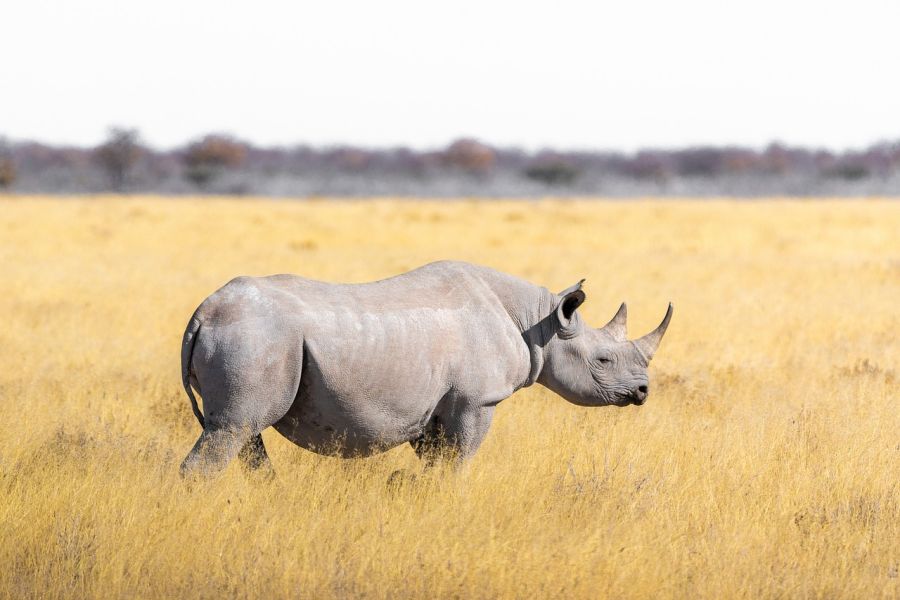 Breitmaulnashorn in der südafrikanischen Savanne. (Symbolbild: Pfüderi)