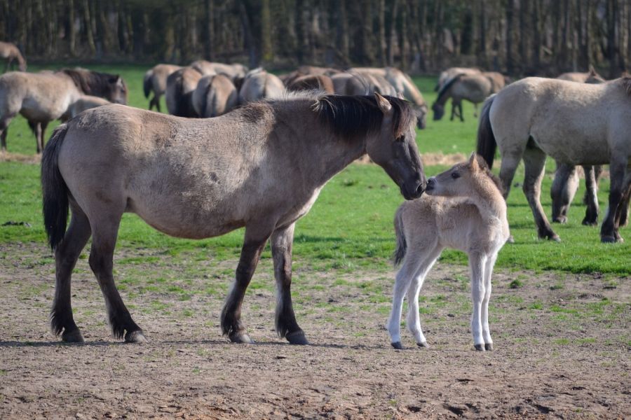 Wildpferde in Dülmen. (Symbolbild: Brummeier)