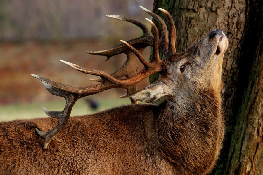 Ein Hirsch, der sich an einem Baumstamm reibt. (Symbolbild: foxycoxy)