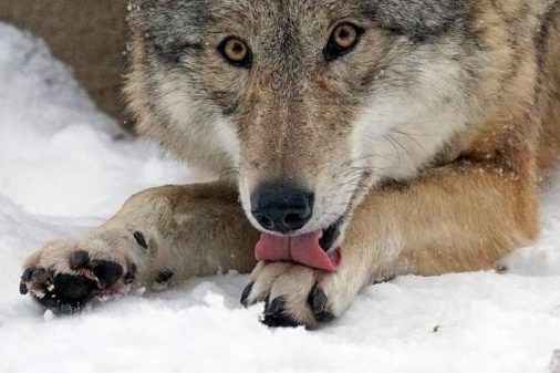 Ein im Schnee liegender Wolf. (Symbolbild: Marcel Langthim)