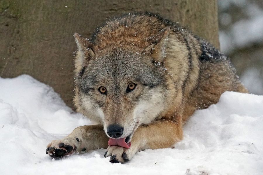 Ein im Schnee liegender Wolf. (Symbolbild: Marcel Langthim)