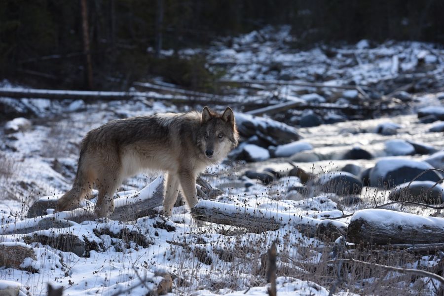 Ein Wolf auf einer verschneiten Windwurffläche. (Symbolbild: Marg Strickland)