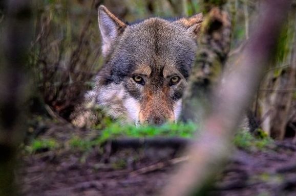 Wölfe müssen in Finnland wahrscheinlich bald in Deckung gehen. Eine Novellierung des Jagdgesetzes zur erleichterten Entnahme der Raubtiere, steht in den Startlöchern. (Symbolbild: ambquinn)