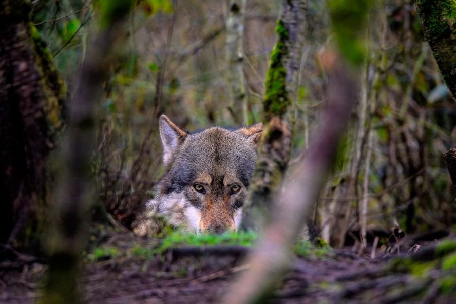 Wölfe müssen in Finnland wahrscheinlich bald in Deckung gehen. Eine Novellierung des Jagdgesetzes zur erleichterten Entnahme der Raubtiere, steht in den Startlöchern. (Symbolbild: ambquinn)