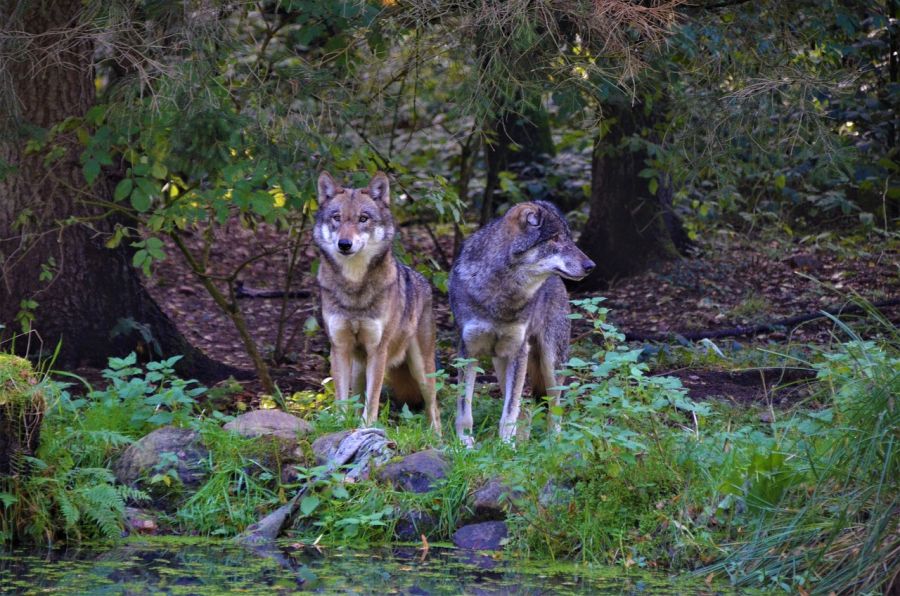 Zwei Wölfe an einem Gewässer. (Symbolbild: Olle August)