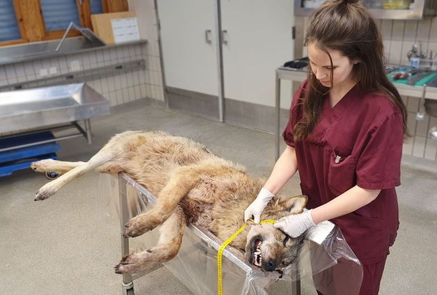 Raubtierbiologin Emma Höök vermisst den Rekordwolf von 57,5 kg. (Foto: Joakim Nordblom/SVA)