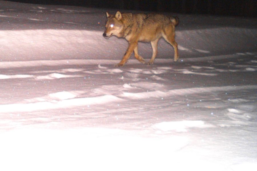 Ein Wolf im Schnee von einer Fotofalle aufgenommen. (Foto: Amt für Jagd und Fischerei Graubünden)