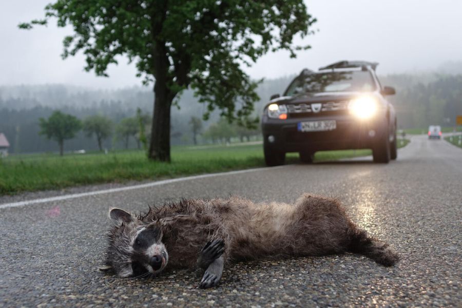 Fleischfresser wie Waschbär machen 15 Prozent der Wildunfälle aus. (Quelle: Greiner/DJV)