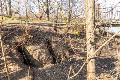 Ein Nutria-Bau. (© Giacomo Zucc/Bundesstadt Bonn) 