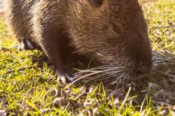 Nutria in den Bonner Rheinauen. (© Giacomo Zucc/Bundesstadt Bonn)
