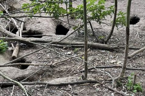 Unterhöhlung des Uferbereichs durch Nutriabauten (© Untere Naturschutzbehörde/Bundesstadt Bonn)