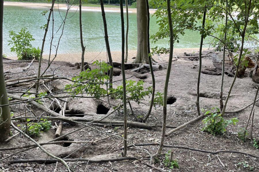 Unterhöhlung des Uferbereichs durch Nutriabauten (© Untere Naturschutzbehörde/Bundesstadt Bonn)