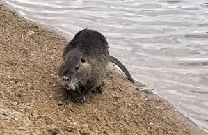 Ein Nutria. (© Bundesstadt Bonn)