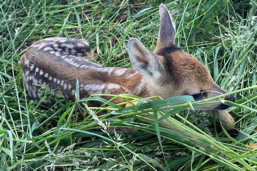 Liegendes Rehkitz im Gras. (Foto: Kitzrettung JV Karlsruhe)