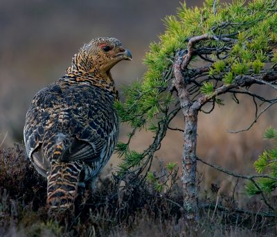 Eine Auerwild-Henne (Foto: Erich Marek)