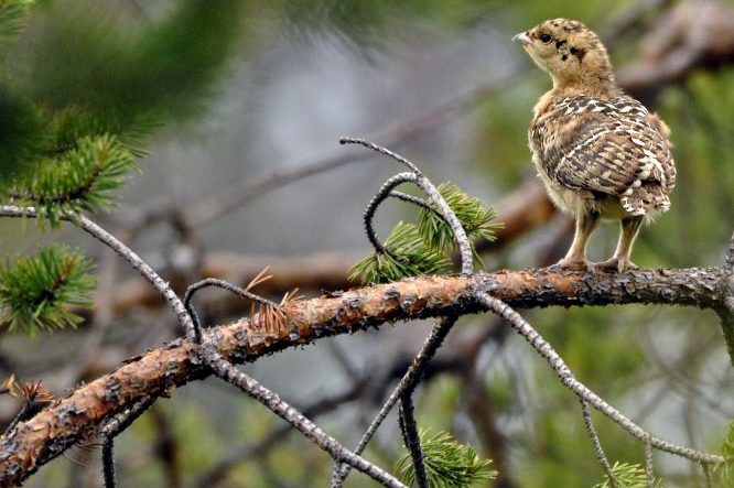 Ein Auerwild-Küken (Foto: Erich Marek)