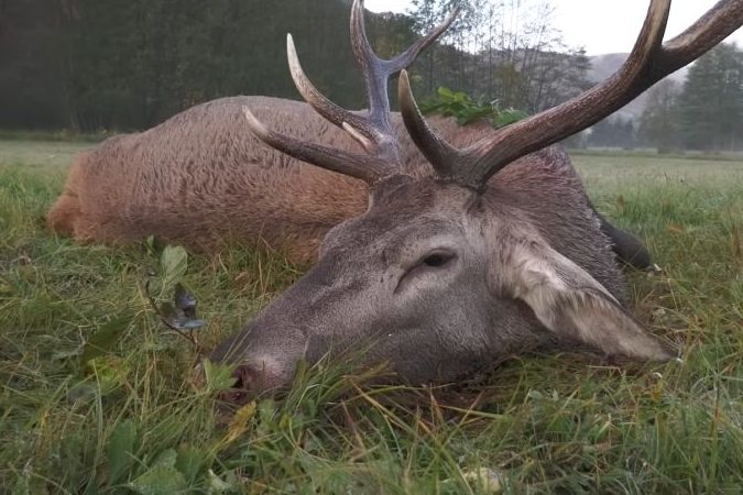 Bleifrei & Bleihaltig aus derselben Büchse auf der Jagd?